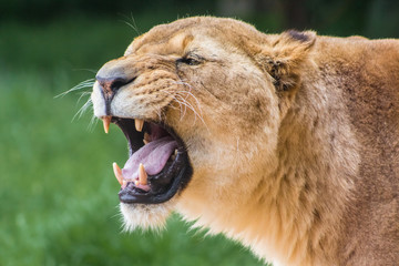 Lioness with open mouth against a soft focus green background