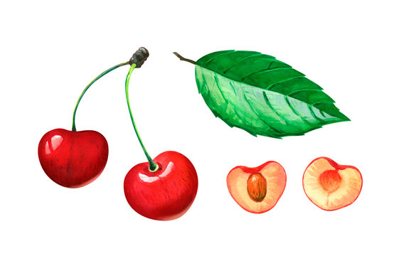 Red sweet cherries whole and half with leaf watercolor illustration 
