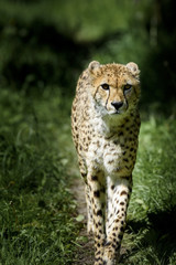 Gepard