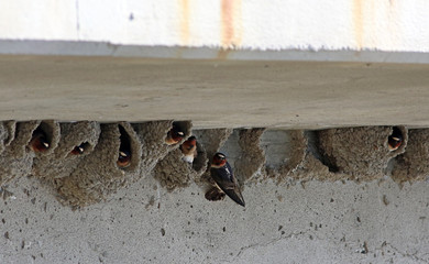 hirondelle à front blanc © Pascal Huot