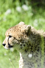 Gepard