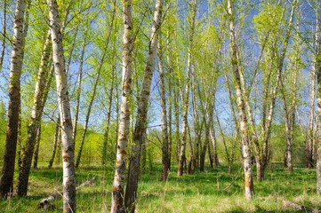 Fototapeta premium Green poplar forest.