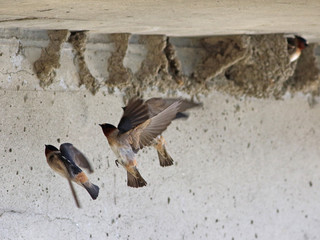 hirondelle à front blanc © Pascal Huot