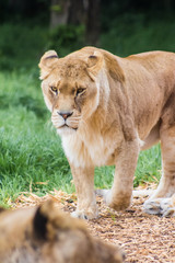 Fototapeta na wymiar Lioness prowls through a grassy environment while looking at the camera