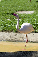 Flamingo