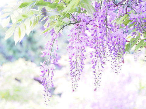 藤の花 Images – Browse 10,707 Stock Photos, Vectors, and Video
