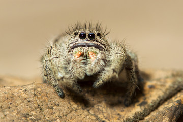 brown jumping spider on a leaf macro portrait