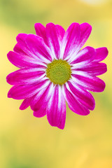 Fototapeta premium Pink chrysanthemum on yellow backgrounds.