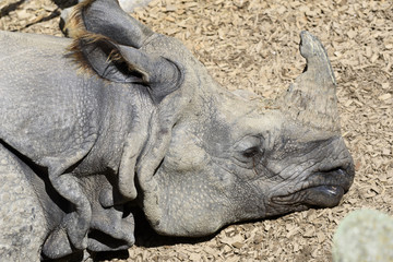 Fototapeta premium Nashorn
