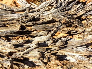 Macro closeup of weathered wood log flaking