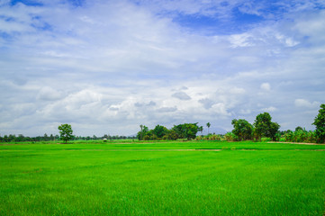 Beautiful cloud, Blue sky and Rice field, Paddy field in Thailand