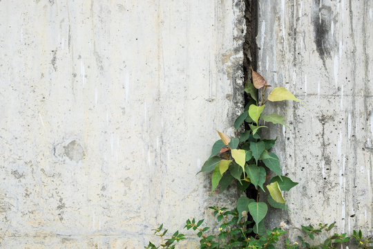 small bohd tree