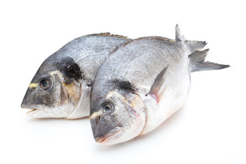 Fresh bream sea isolated on white background.