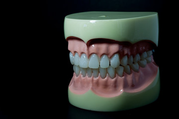 Close up. Model teeth on a black background.