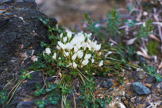 White mountain clover