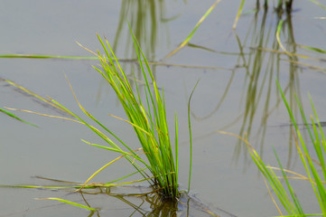 Obraz premium Rice field, Paddy field in Thailand