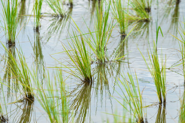 Fototapeta premium Rice field, Paddy field in Thailand
