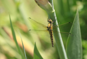 dragonfly on leaf