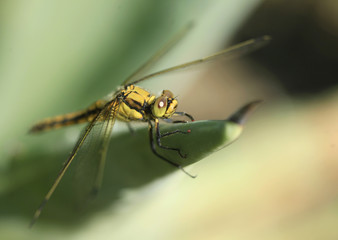 dragonfly on leaf