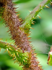 Devil's club or devil's walking stick (Oplopanax horridus) near Juneau, southeast Alaska