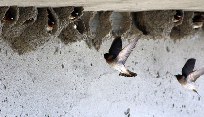 hirondelle à front blanc © Pascal Huot
