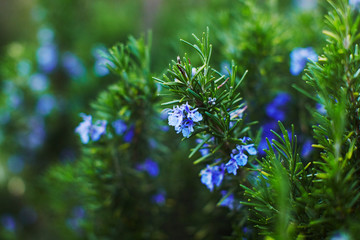 Rosmarin flowers and branches in garden