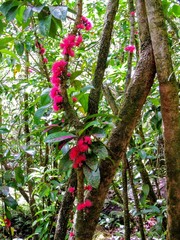 Little Florescent Pink Red Fruit Flowers on trees in tropical forest on hiking trail on Napali Coast Kauai Hawaii
