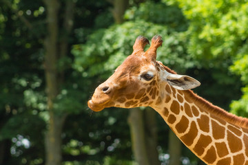 Close up of young giraffe against a soft focus forest background