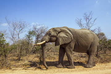 African bush elephant in Kruger National park, South Africa