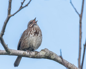 Sparrow happily singing on a tree branch