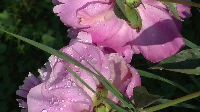 Rosa Pfingstrosen in Gro&szlig;aufnahme mit Wasserperlen bewegen sich im Wind