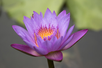 water lily purple flower