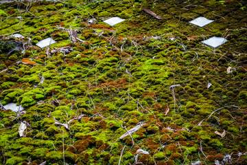 Moss and fern on the old roof of the house