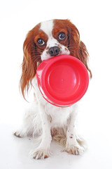 Hungry dog with bowl. Cute cavalier king charles spaniel dog photo in studio white isolated background. Dog cut out. Hungry dog illustration.