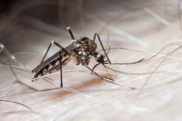 aedes aegypti mosquito on human skin