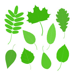Set of green leaves of various trees