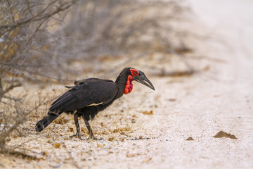 Southern Ground-Hornbill in Kruger National park, South Africa