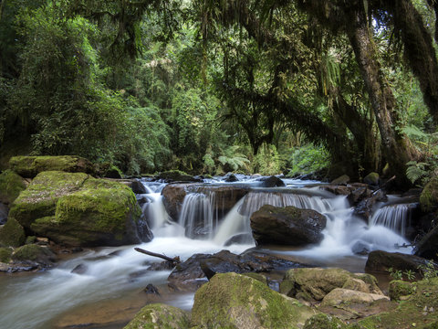 river stream in the forest © Guilherme