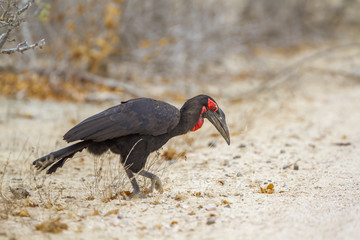 Southern Ground-Hornbill in Kruger National park, South Africa