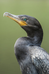double-crested cormorant