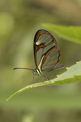 Fototapeta na wymiar glasswinged butterfly