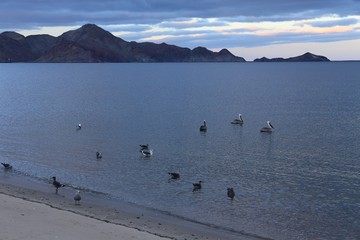 Sea, Desert, Beach and Birds - Baja California
