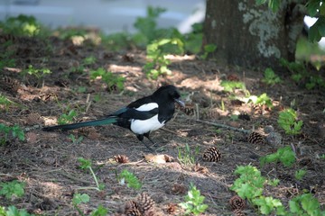 Pica hudsonia