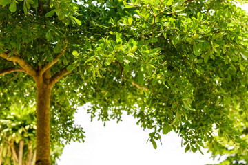 branch of  green leaf isolated on white