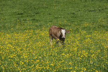 Kalb auf der Weide
