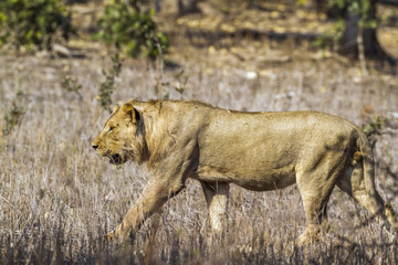African lion in Kruger National park, South Africa
