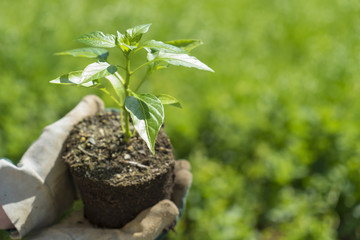 Home gardener holding young bell pepper plant with hands before transplanting it in the soil.