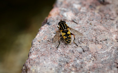 Insekt, Fliege, Macro, Natur