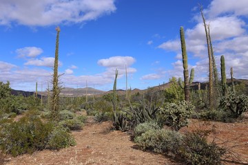 Cactus fields in Mexico, Baja California