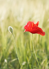 Dreamy closeup of wild red poppy in the evening light with a blurred green to yellow background.